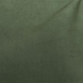 Ficus